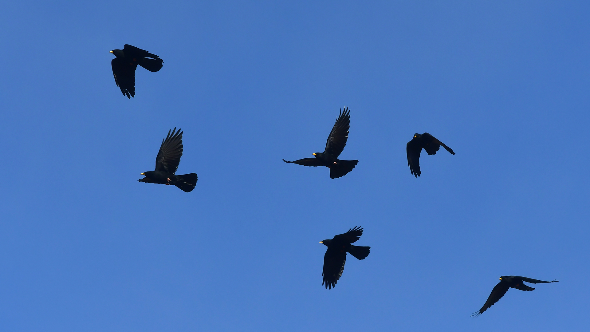Yellow-billed Chough